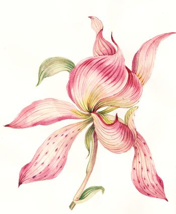 大花印花花型图片