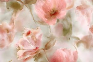 影花印花花型图片