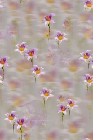 花卉印花花型图片