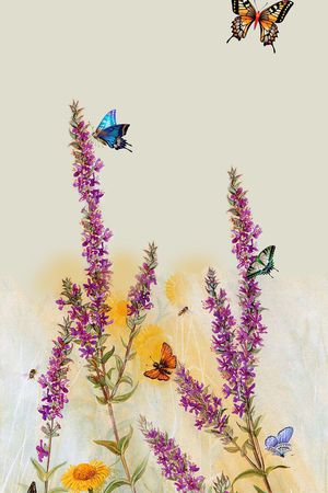 蝴蝶印花花型图片