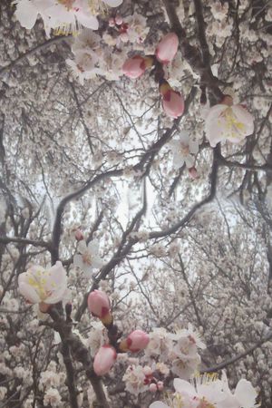 摄影照片印花花型图片