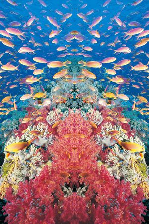 休闲印花花型图片