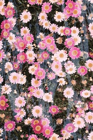 花卉印花花型图片