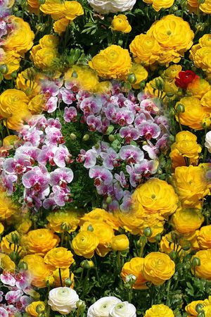 照片写实花卉印花花型图片