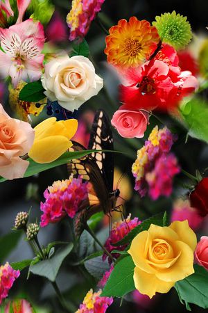 花朵 花卉 玫瑰 菊花 颜色 五彩 七彩 多彩 绿叶 真花 真实 鲜花 印花花型图片