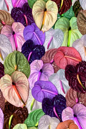 红鹤花 树叶 肌理印花花型图片