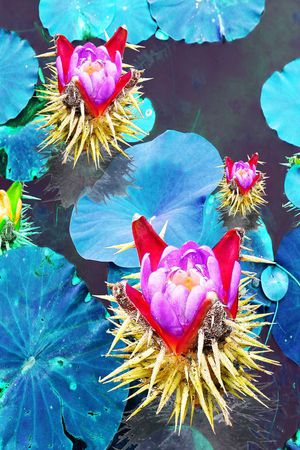 家纺 莲花 荷花 照片 写实印花花型图片