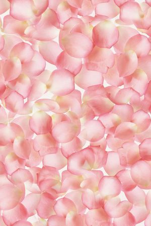♥红桃A〖花鸟天堂〗印花花型图片