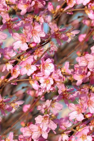 花卉印花花型图片