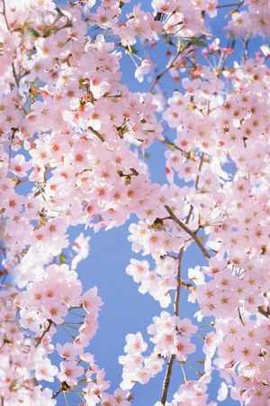 桃花印花花型图片
