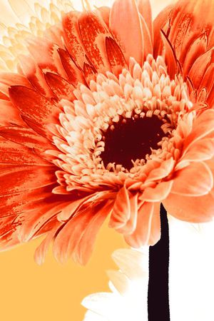 花卉印花花型图片