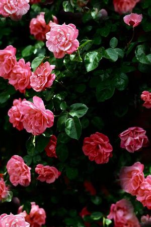♥红桃A〖花鸟天堂〗印花花型图片