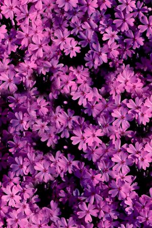♥红桃A〖花鸟天堂〗印花花型图片