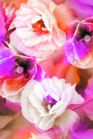 花卉印花花型图片