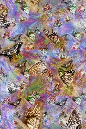 蝴蝶印花花型图片