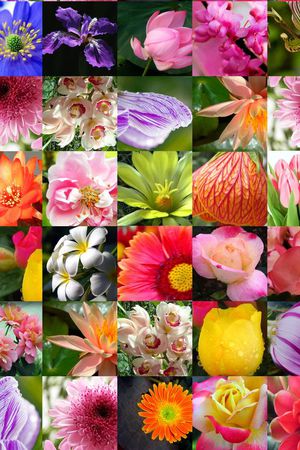 ♥红桃A〖花鸟天堂〗印花花型图片