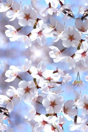 摄影写实花卉印花花型图片