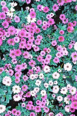 田园风印花花型图片