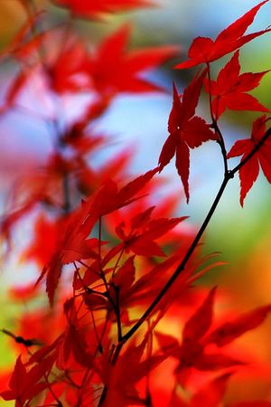 印花花型图片
