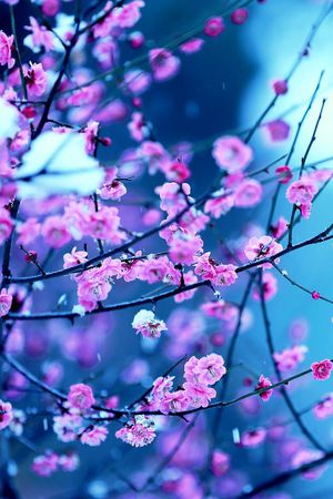 印花花型图片
