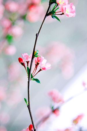 印花花型图片