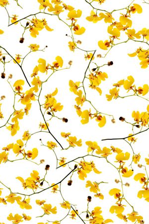 ♥红桃A〖花鸟天堂〗印花花型图片