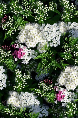 ♥红桃A〖花鸟天堂〗印花花型图片