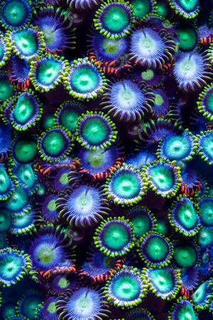 海洋印花花型图片