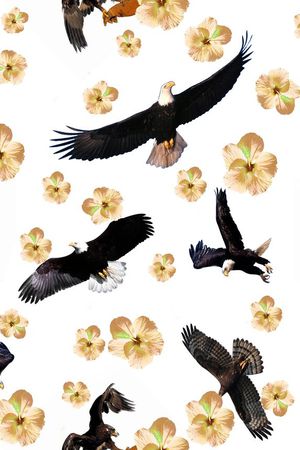 鹰印花花型图片
