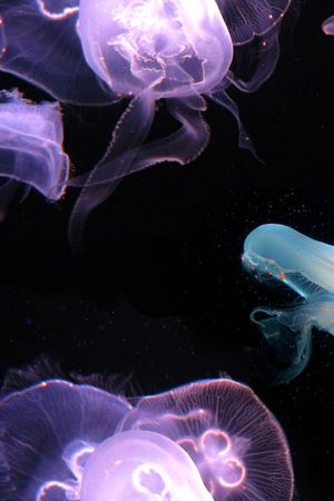 潮流印花花型图片