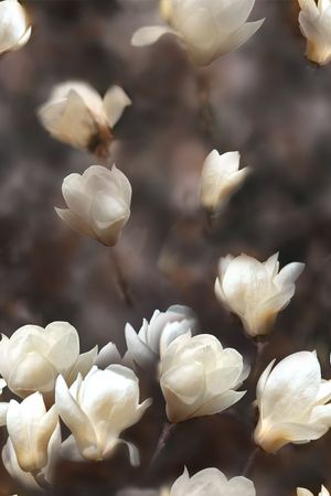 时尚印花花型图片