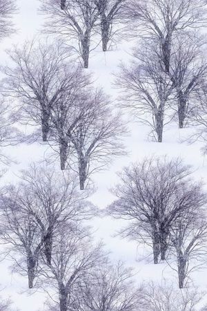 风景印花花型图片