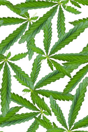 热带观叶植物叶子印花花型图片