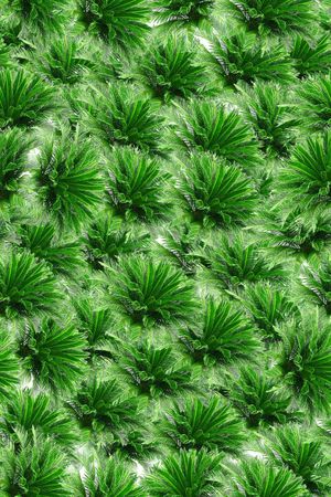 热带雨林观叶植物叶子2印花花型图片