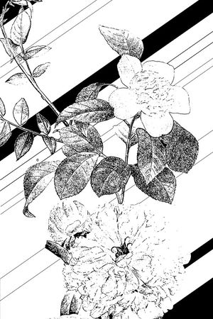 黑白印花花型图片