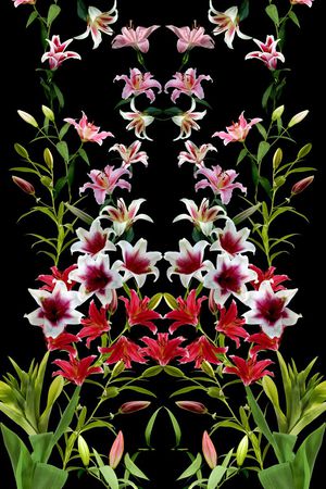 百合花印花花型图片
