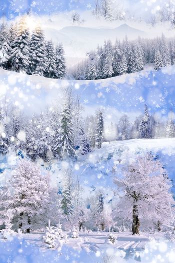 416482-冰霜冻冰雪天地雪松白雪花男装花型外