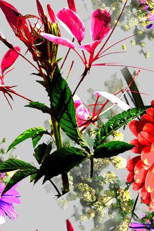 花卉印花花型图片