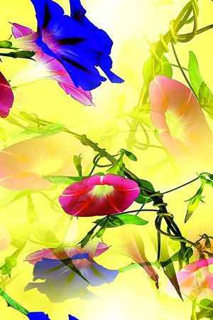 花卉印花花型图片