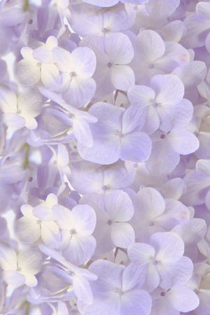 淡彩花循环印花花型图片