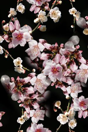 服装印花花型图片