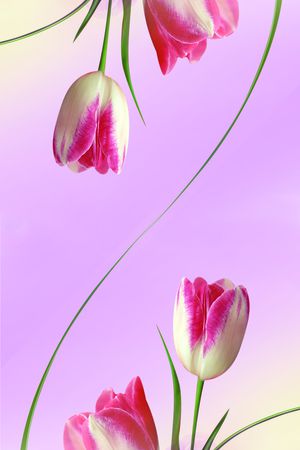 唯美印花花型图片
