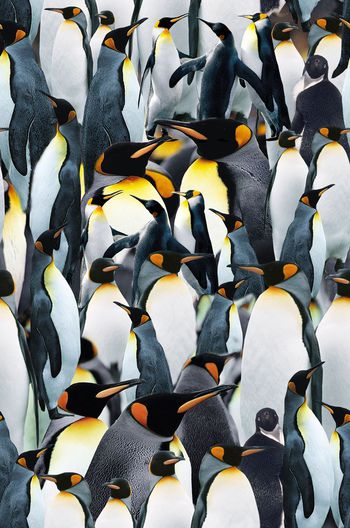 432927-南极冰雪天地风光动物企鹅群QQ群组