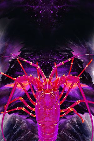 大龙虾印花花型图片