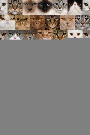 女装高清满幅框格大花猫印花花型图片