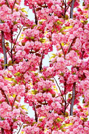 照片风景印花花型图片