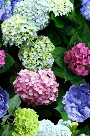 写实花卉印花花型图片
