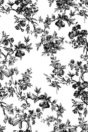 446167-古典欧式花卉黑白色调女装衬衫家纺内