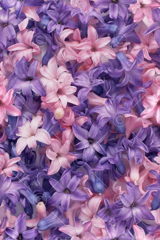 花卉印花花型图片