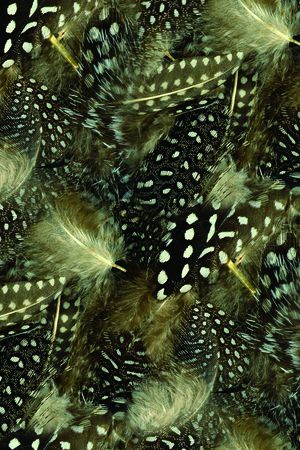 斑点羽毛印花花型图片